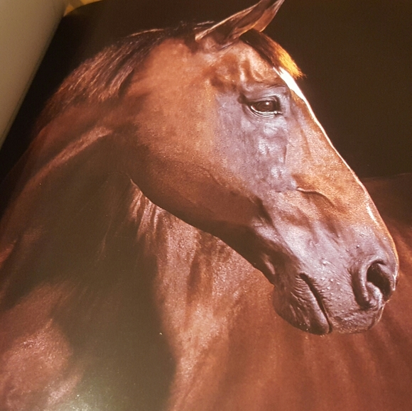 HORSES CUBE BOOK EXCELLENT CONDITION - Picture 7 of 12